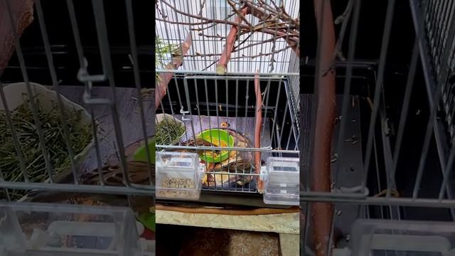 Как различаю своих воробьишек? смотреть онлайн
