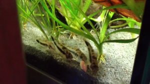 Коридорасы хаброзусы