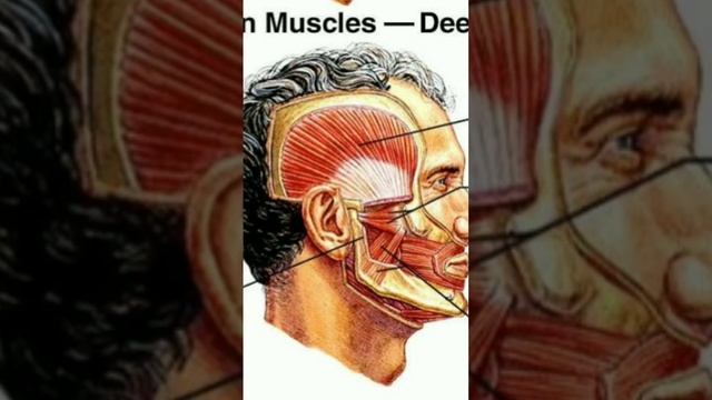 #face Facts #fact #hindifacts #op Facts