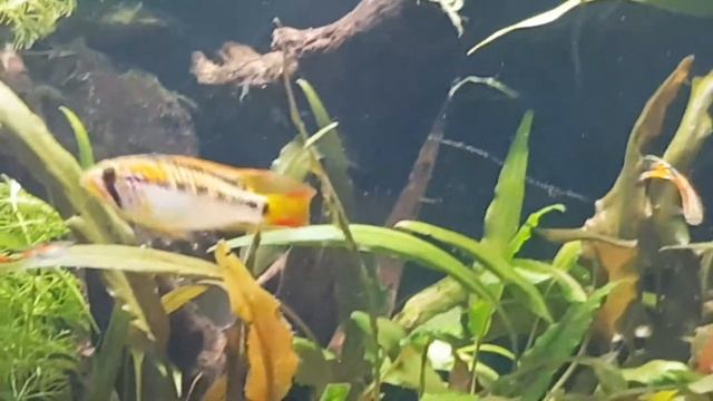 Apistogramma Macmasteri with Apistogramma panduro смотреть онлайн