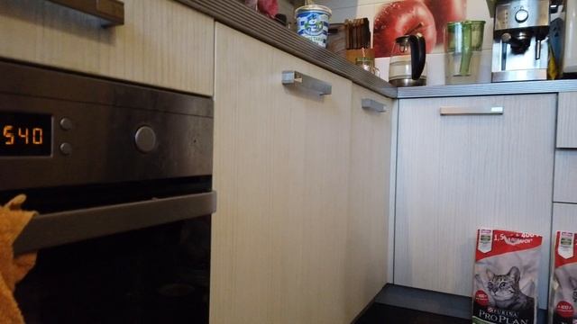 Какой корм для кошки выбрать? Индейка, кролик или лосось от Purina ProPlan!