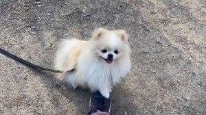 Прогулка с собакой /влог прогулка с собакой/шпиц /🇺🇦