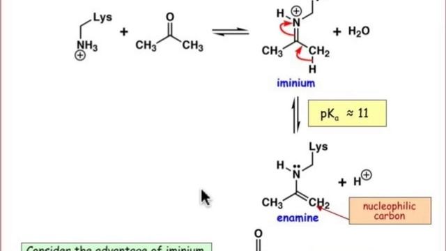 21.03 Nucleophilic Catalysis in Enzymes смотреть онлайн