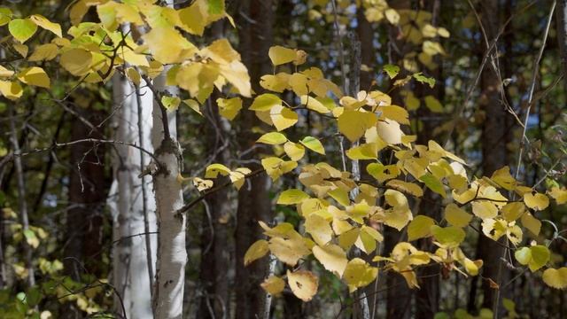 Лямин ч.3. Осень