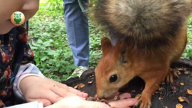 Дикая белка как ручная. Гладим ее пока она берет и грызет орешки с ладони.