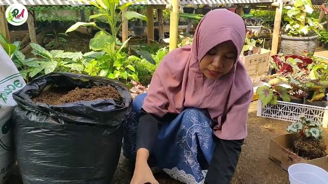 CAMPURAN MEDIA SEKAM YANG SEPERTI APA YANG AMAN UNTUK BEGONIA || SEKAM LAPUK FERMENTASI || RA PLANT смотреть онлайн