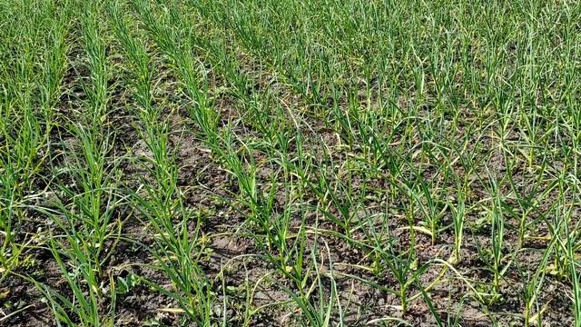 Выращивание чеснока 21.05.2023 смотреть онлайн