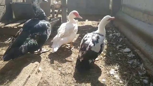 Линька почти окончена))/ ну и красавцы!))