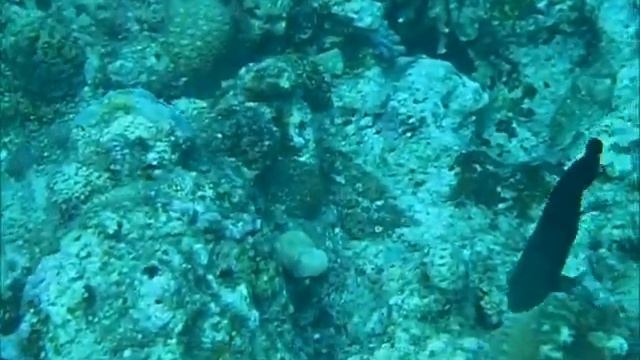 Scuba Diving @ Maeda Point Okinawa Japan смотреть онлайн