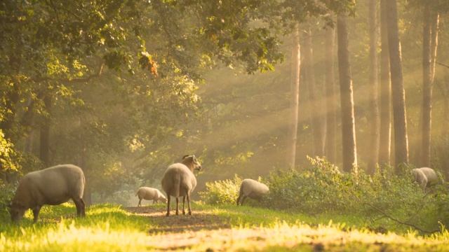 Овец Утро Солнечный луч #Овец #Утро #Солнечныйлуч #природа смотреть онлайн