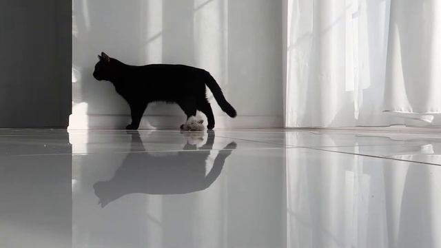 Cats wants to play | Playing with cats | Gerdakitten-재미있는 고양이 смотреть онлайн