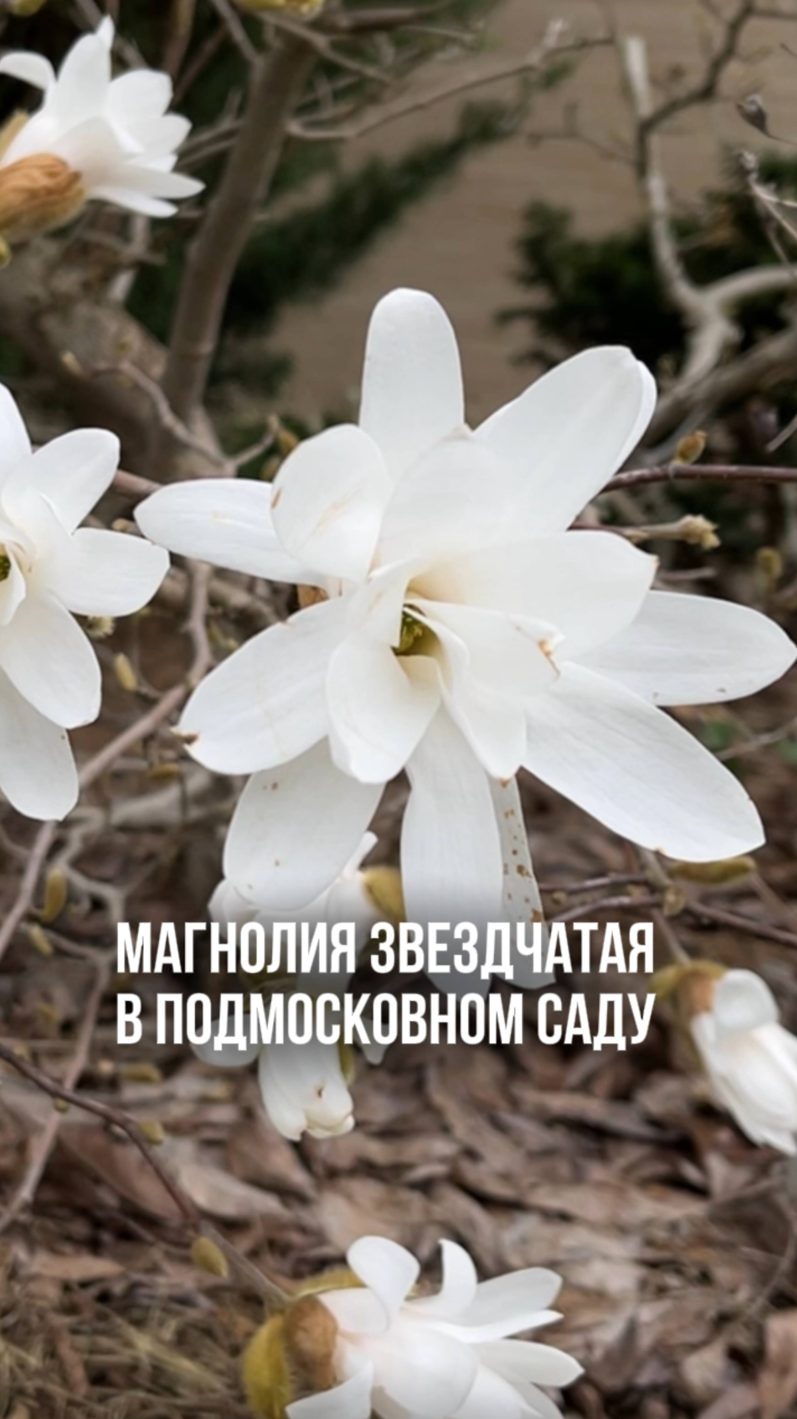 Магнолия звездчатая в Подмосковном саду. смотреть онлайн
