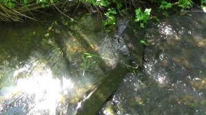 Лесной ручей (сборка)