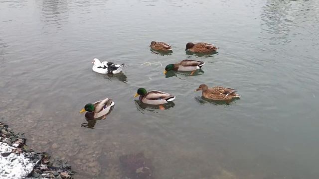 Что, не хочешь Новый Год встречать? #ducks #утки #nature #animals #park #природа #животные #парк смотреть онлайн