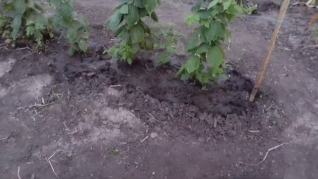 Подкормка МАЛИНЫ Ремонтантной. смотреть онлайн