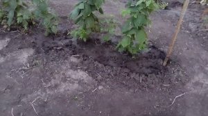 Подкормка МАЛИНЫ Ремонтантной.