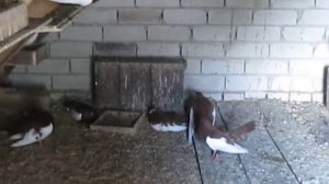 Тульские голуби