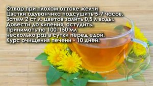 Одуванчик самый полезный сорняк в мире. Лечебные свойства одуванчика