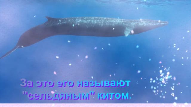 Финвал смотреть онлайн