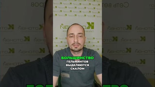 Как безопасно лечить гельминтозы у домашних животных смотреть онлайн