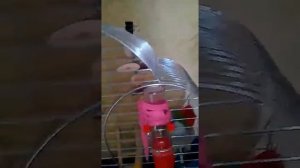 Попугай монах,квакер,калита, 10мес. разговаривает.