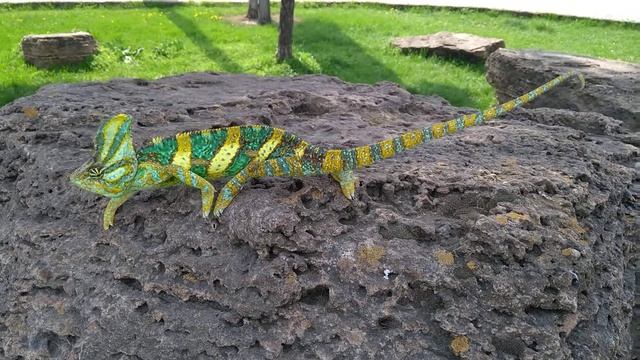 Хамелеон Федя на прогулке (2) смотреть онлайн