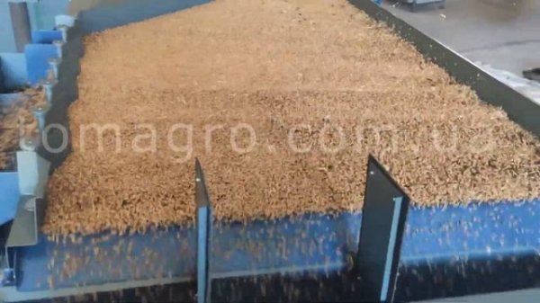 Вибропневмостол ВПСЗ-2 с боковым сбросом. Продукт испытания: пшеница