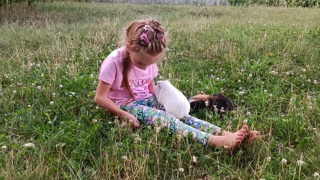 Морские свинки Тоти и Даймонд на выгуле 😍