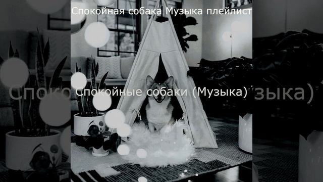 Чувство (Спокойные собаки) смотреть онлайн