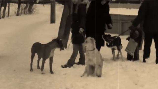 человек собаке друг.avi смотреть онлайн