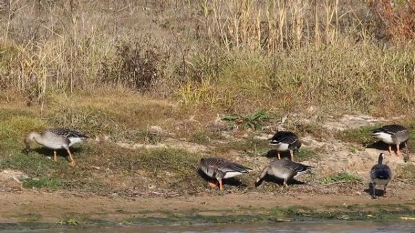 Гуси на кормежке и отдыхе во время осеннего пролета. Птицы Беларуси.