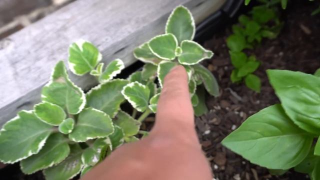Overwintering Cuban Oregano In Only Water смотреть онлайн