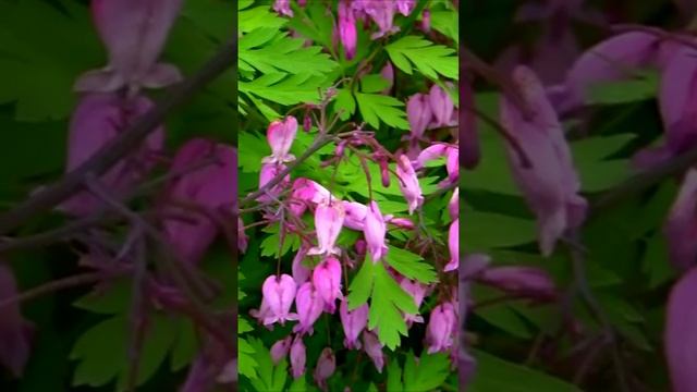 Разбитое сердце. Дмитрий Шлапак смотреть онлайн