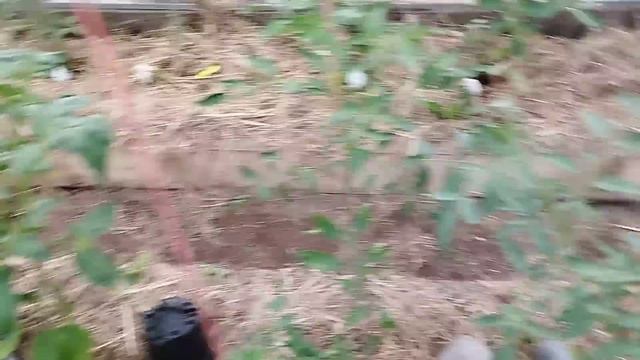 ОЧЕНЬ ВАЖНАЯ ПОДКОРМКА ТОМАТОВ!!!Кальциевая селитра решает три задачи. смотреть онлайн