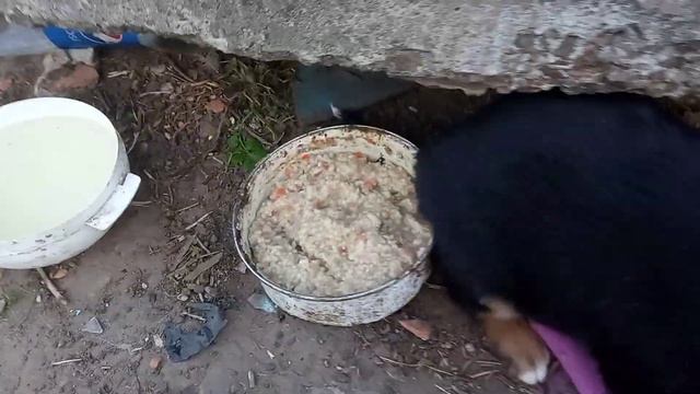 Обед для чёрненькой мамы и деток!!! смотреть онлайн