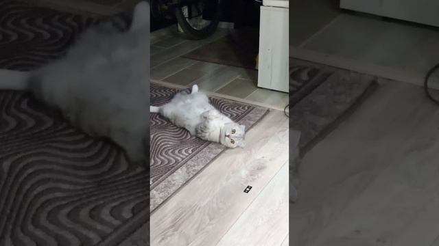 Моя вислоухая любовь 💞 смотреть онлайн