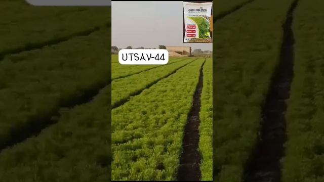 ઉત્સવ ૪૪. cumin seed #jiru #farming #like смотреть онлайн