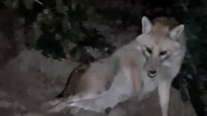 Леший 2. Охота на шакала.