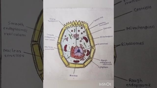 Animal cell and plant cell diagram 🧬👨🔬🦠🧪 смотреть онлайн