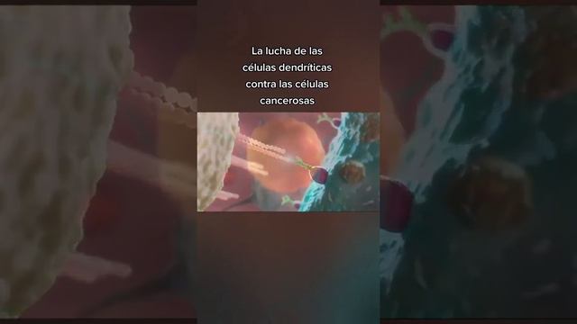 ¿🤔 La lucha contra el cáncer y las células dendríticas? 🤔 #monocitos #vacunas смотреть онлайн