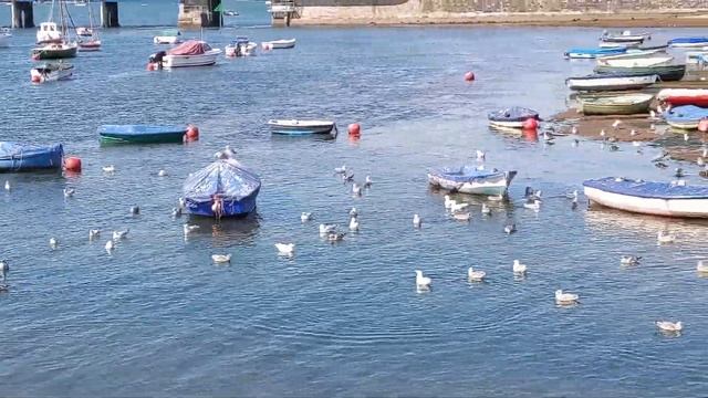 Seagulls - Polly Steps - Teignmouth - 24/08/21 смотреть онлайн