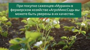 Клубника «Мурано» особенности и преимущества