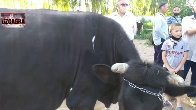 NAMANGAN POP MOL BOZORI