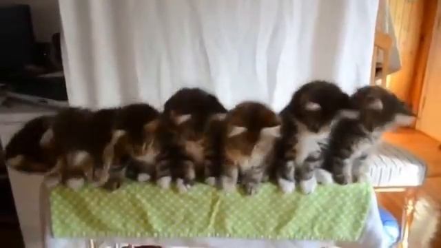 котята танцуют смотреть онлайн
