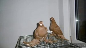 Армавирские кароткоклювые голуби.