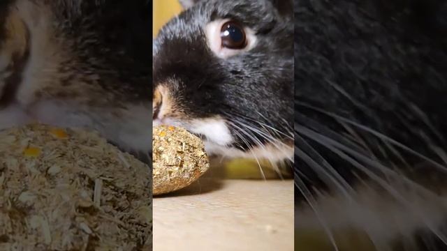 прогулки в нашем антикафе 🐰❤️ #зайкафе #зоопарк #декоративныйкролик #кафесживотными #антикафемосква смотреть онлайн