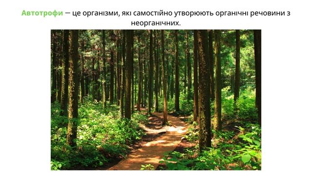 Урок 12. Фотосинтез.  Рослини — фототрофи і продуценти. 7 клас. НУШ