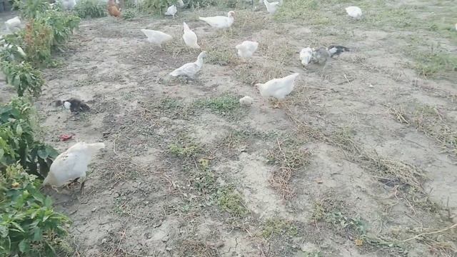 КоварныйГусь/Прогулка птицы на огород / квашеные фаршированные перцы уже готовы#влог#село #птица смотреть онлайн