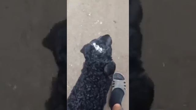 Умный баран(умнее собаки) смотреть онлайн