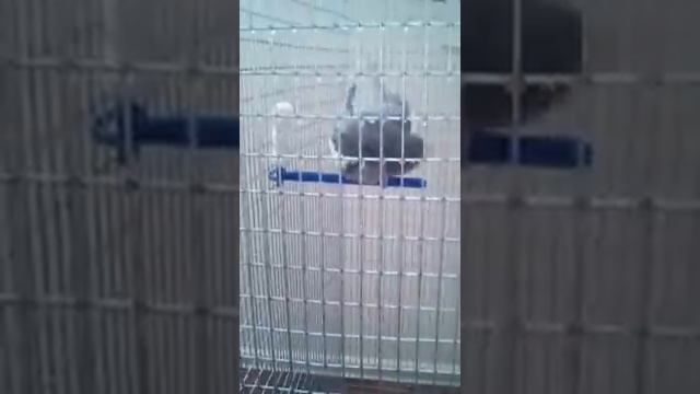 Прикольная корелла Чирик смотреть онлайн